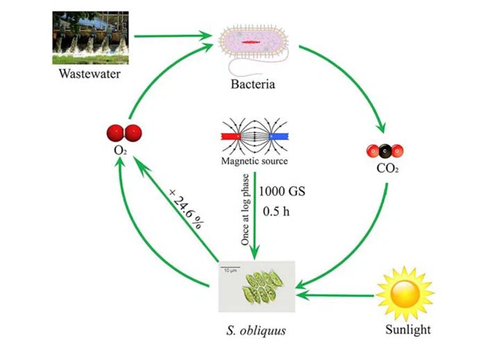 magnet used in Bacteria and Algae Control magnet used in Bacteria and Algae Control